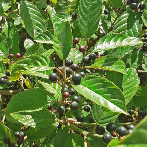 cascara sagrada