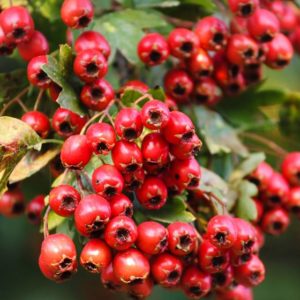 Crataegus