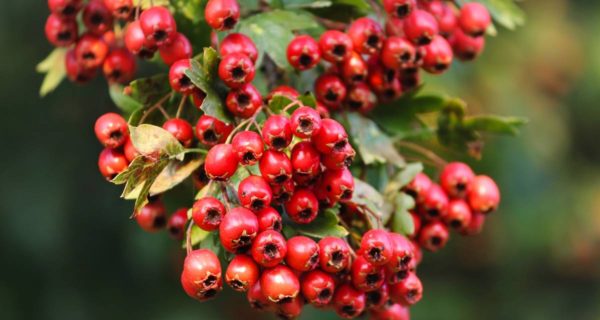 Crataegus