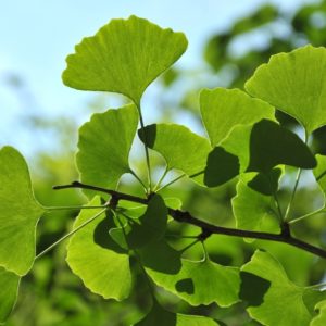 Ginkgo biloba