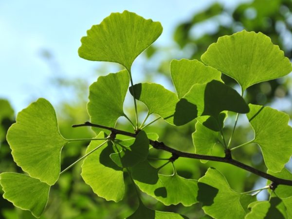 Ginkgo biloba